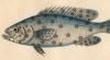 The Naturalist's Miscellany