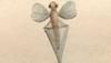 ӥ Clioidae