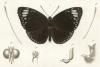 Règne animal