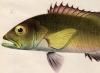 Memoire sur Les Poissons de la Cote de Guinee