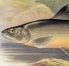 British Fresh Water Fishes