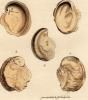 Mineral Conchology of Great Britain