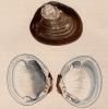 Conchologia Systematica or Complete System of Conchology
