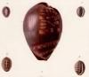 Species Generale et Iconographie des Coquiles Vivantes