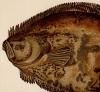 A History of the Fishes of the British Islands