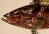 Investigations of the aquatic resources and fisheries of Porto Rico