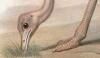 祦 Struthionidae