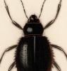 Dictionnaire universel d'histoire naturelle