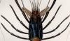 ƥʥӲ Palaemonidae