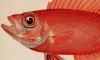 ȥ Priacanthidae