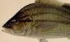  Haemulidae