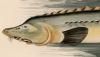 祦 Acipenseridae