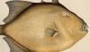 ϥ Monacanthidae