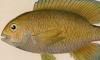  Pomacentridae
