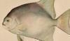 ޥ󥸥奦 Ephippidae