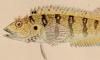 ֥꥽ॹ Labrisomidae
