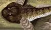 Cottidae