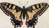 アゲハチョウ科 Papilionidae