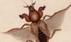  Gryllotalpidae