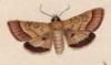 㥯 Geometridae