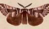 Х Endromidae