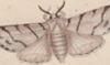 ȥ⥨ Erebidae