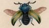 ϥॷ Chrysomelidae