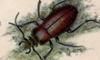 ॷ Carabidae