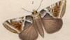 Х Drepanidae
