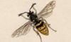 Х Vespidae