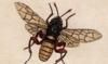 ϥХ Tenthredinidae