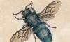 ܥ Chrysididae