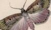 ᥤ Pyralidae
