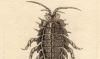 ȥإॷ Chaetiliidae