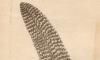 ĥ륦ߥܥƥ Anthoptilidae