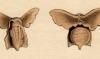 ᥬ Cavoliniidae