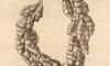 䥮 Primnoidae