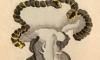 ٥ߥ Tethydidae