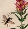 British Entomology