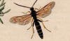 ヒメバチ科 Ichneumonidae