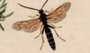 ҥХ Ichneumonidae