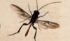 ҥ饿ޥХ Ibaliidae