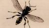 󥰥Х Crabronidae