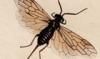 ʥʥϥХ Xyelidae