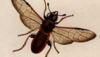 ܥϥХ Cimbicidae