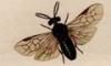 ߥեϥХ Argidae