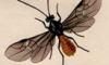 ޥХ Braconidae