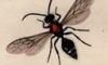 Х Mutillidae