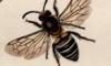 ५ϥʥХ Colletidae