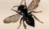 ҥϥʥХ Andrenidae